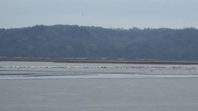 Sunday Funday...headed up to Loess Bluffs National Wildlife Refuge to see the eagles and migratory birds. TONS of eagle